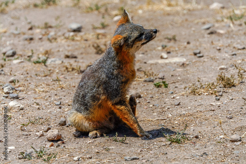 Canvas Print Island fox sitting on dry gravelly ground with muzzle raised and eyes closed bas