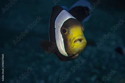 Foto Saddleback anemonefish with an isopod in its mouth