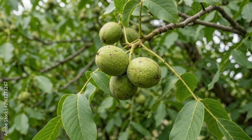 Green walnuts in husks hanging on a tree branch. Unripe nuts surrounded by green leaves in an orchard