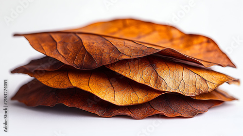 dry leaf on the ground
