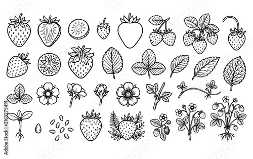 Strawberry Hand-Drawn Outline Set – Fruit, Leaves and Flowers Coloring Vector Collection