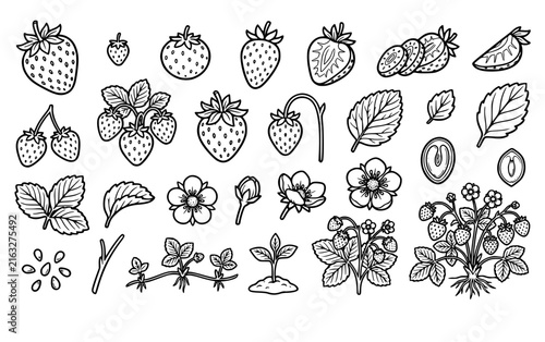 Cute Strawberry Coloring Outline Set – Hand-Drawn Fruit and Botanical Vector Illustrations