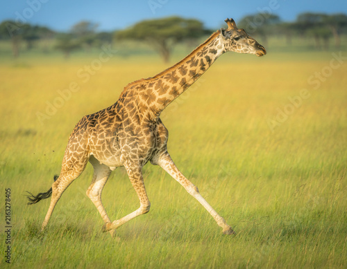 Photography giraffe in the savannah