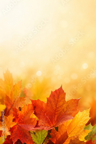 Colorful Autumn Maple Leaves with Warm Golden Bokeh Background