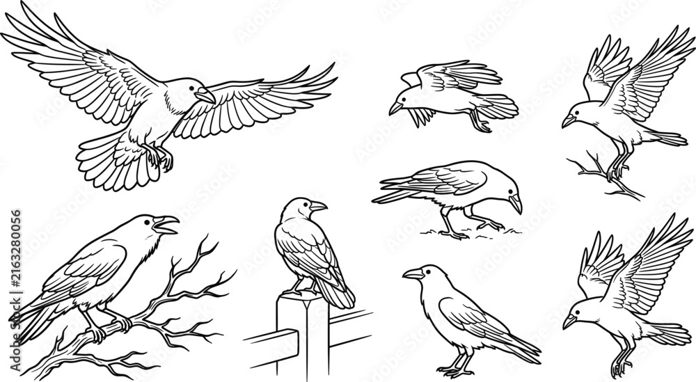 Naklejka premium Raven and Crow Bird Vector Line Art Illustration Set Featuring Flying Perching and Standing Poses