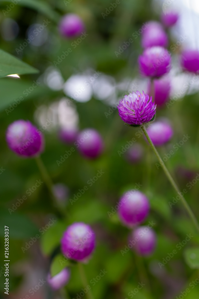 Fototapeta premium 可憐なセンニチコウの花を写した自然なガーデン風景