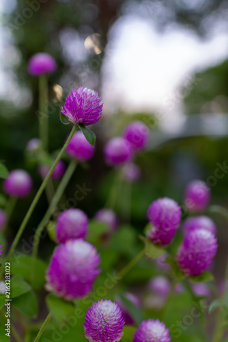 Fotografie 可憐なセンニチコウの花を写した自然なガーデン風景