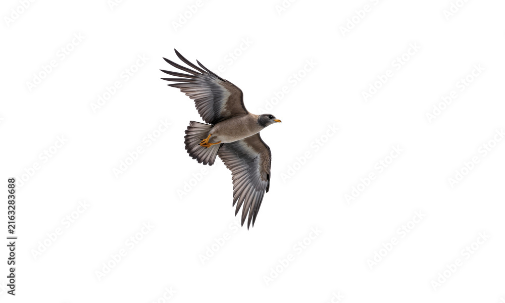 Obraz premium Bird flight wings showing a detailed wild bird with feathers spread and isolated on a transparent background for nature compositions