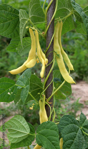 Yellow climbing asparagus bean growing in the garden
