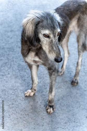 Quadro su tela A thin, hungry, and lost Taigan dog standing outside