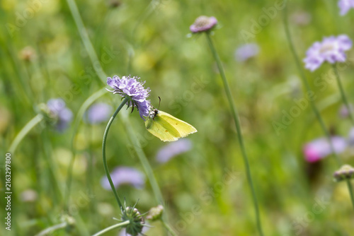 Common brimstone butterfly (Gonepteryx rhamni) sitting on a small scabious in Zurich, Switzerland