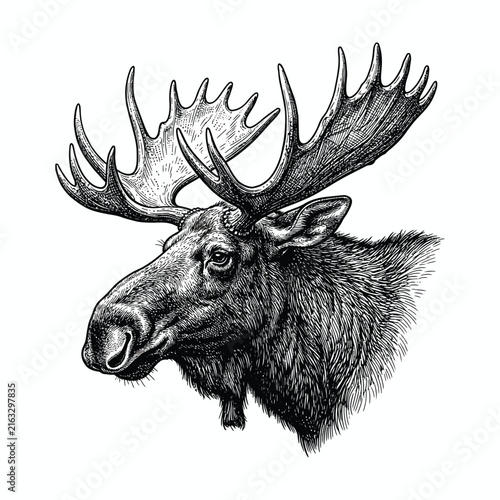 Moose Head Vintage Hand Drawn Engraving Style Vector Illustration
