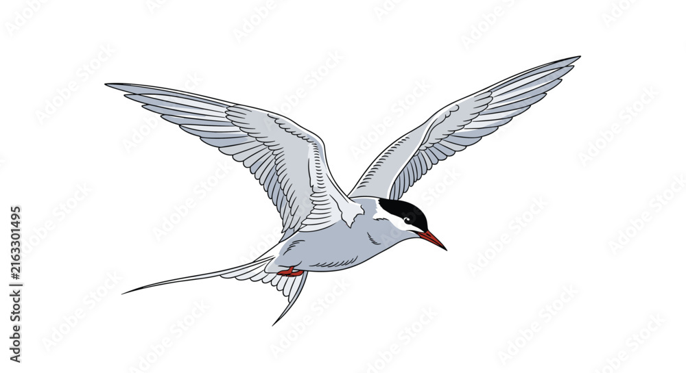 Obraz premium Common tern bird flying with spread wings and a long tail shown against a plain white background in daylight.