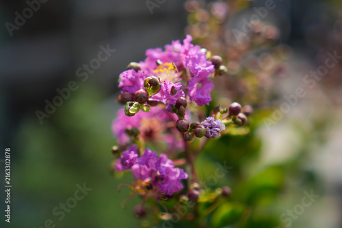 Bild auf Leinwand Close up of blooming purple Crape Myrtle (Lagerstroemia) flowers and round buds with soft bokeh background