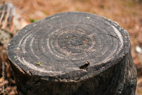 Obraz na plátně Close up of a dark weathered tree stump showing annual growth rings