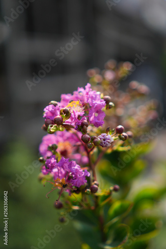 Foto Close up of blooming purple Crape Myrtle (Lagerstroemia) flowers and round buds with soft bokeh background