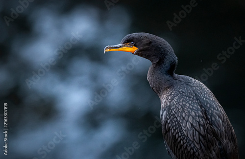 Bild auf Leinwand Double-crested cormorant on cliff.