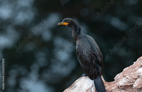 Bild auf Leinwand Double-crested cormorant on cliff.