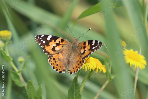 Картината върху платно Painted Lady Butterfly (Vanessa cardui) feeding on a yellow flower