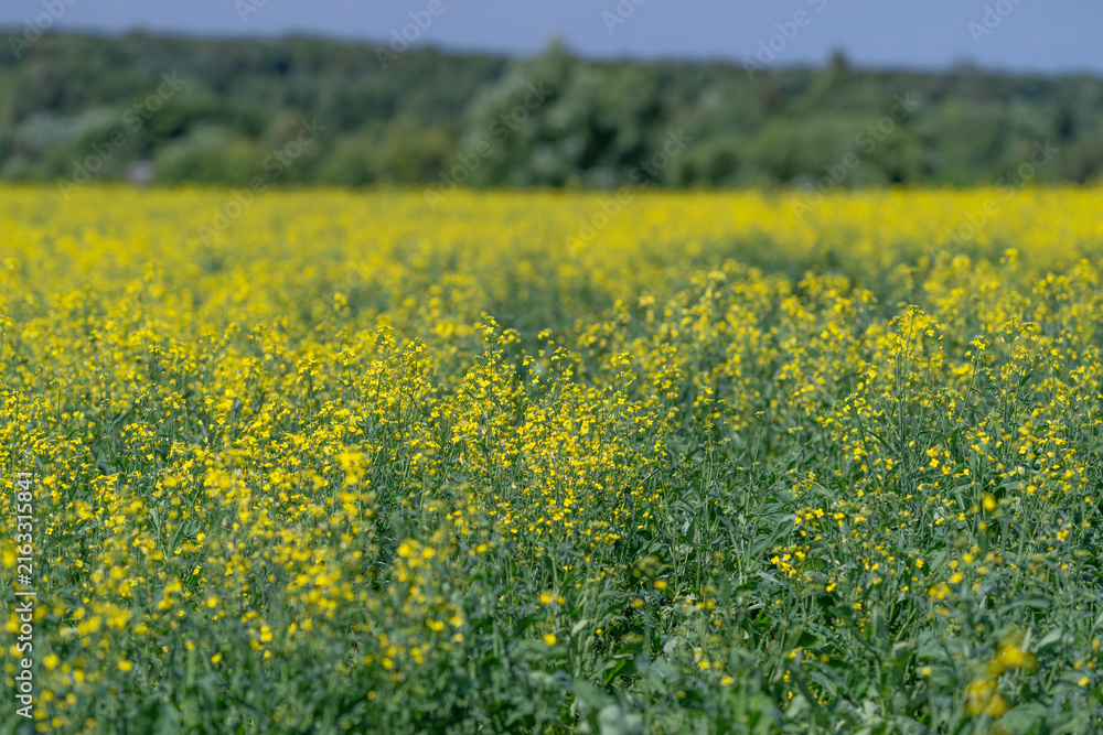 Fototapeta premium Bright rapeseed flowers bloom in vibrant fields under a clear blue sky during a warm sunny day in spring