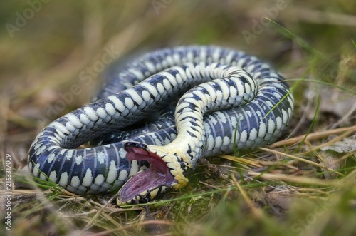 Grass snake, Natrix Natrix, grass snake, fright, thanatosis, death reflex, apparent death, reptilia, reptilia, ringed snake, snakes, snakes, water snake