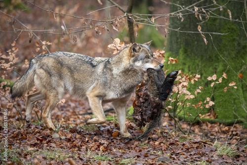 Wolf (Canis lupus) with its prey, Neuhaus, Lower Saxony, Germany