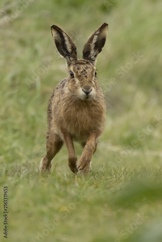 European brown hare (Lepus europaeus) adult animal running in grassland, England, United Kingdom
