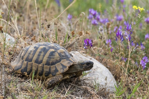Greek tortoise, Herman's tortoise, testudo hermanni, Bulgaria, critters, reptilia, reptiles, tortoises, tortoises, turtles