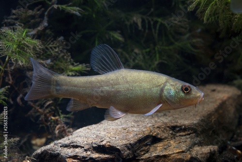 Schleie, Tench, Tinca Tinca, Doctor Fish, Fishes, Pisces