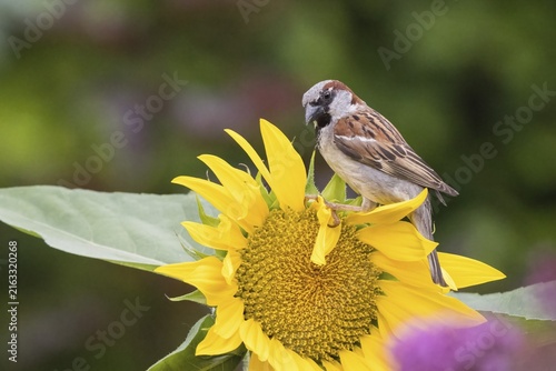 A house sparrow (Passer domesticus) perched on a flowering sunflower in green surroundings, Hesse, Germany