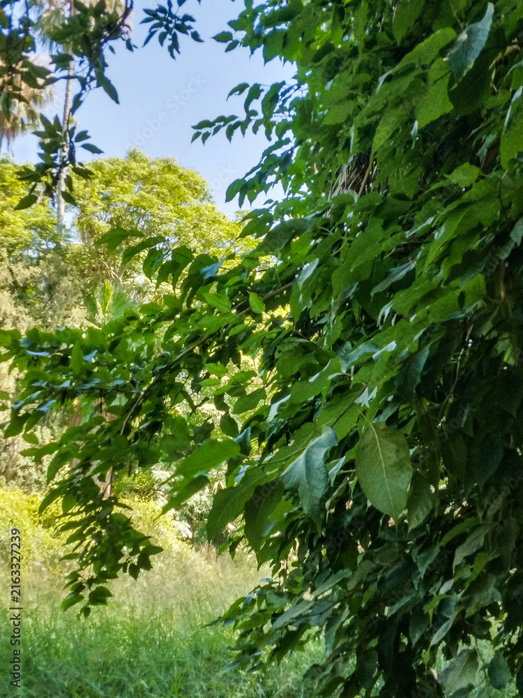 Fototapeta premium Vibrant green leaves of a deciduous tree capture soft sunlight in a lush park setting during the bright afternoon with clear blue skies above them