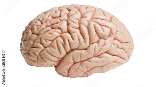 Obraz na płótnie Realistic human brain model with detailed gyri and sulci, isolated on transparen