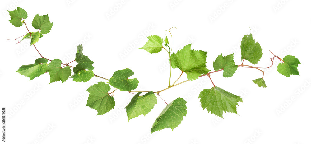 Naklejka premium Grapevine with green leaves on transparent background