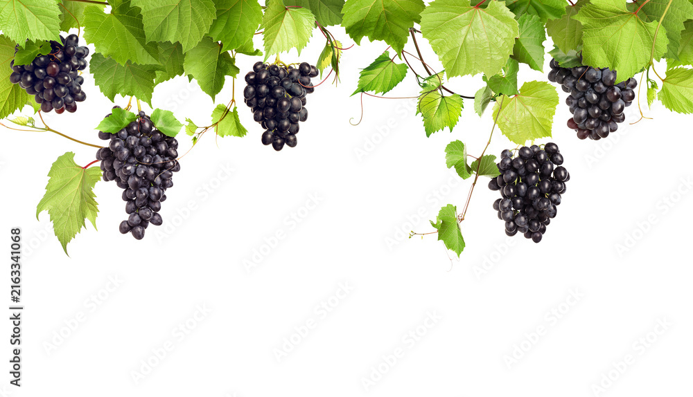 Naklejka premium Grapes and green leaves on grapevine against transparent background