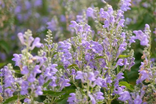 Purple Scutellaria canescens, hoary or downy skullcap, in flower.