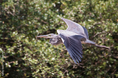 Grey heron Ardea cinerea in flight over water in summer Greece.