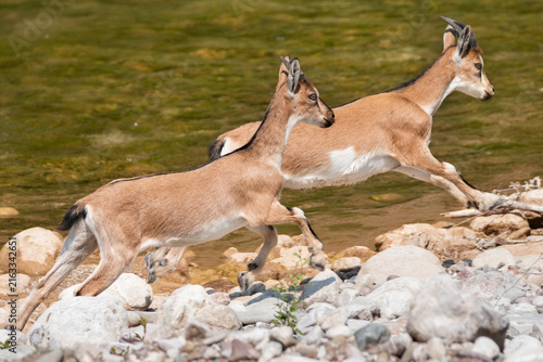 Young Kri-Kri Capra aegagrus creticus running on rocks by a river.