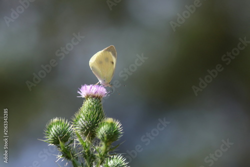Cabbage White Butterfly (Pieris rapae) Feeding on a Purple Thistle Flower