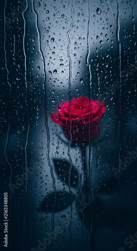 Single red rose behind wet glass window covered in raindrops. Moody dark blue cinematic background. Melancholic romance, heartbreak, or rainy day floral concept.
