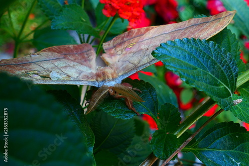 Schmetterling im Garten