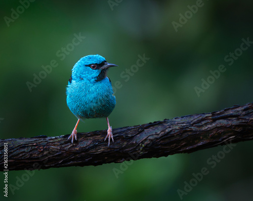 Canvastavla saira azul macho ave