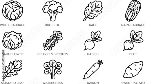 Vegetables line art vector icon set featuring cabbage broccoli kale radish and sweet potato illustration