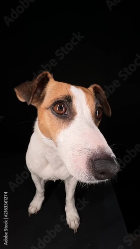 Close-up portrait of a Jack Russell Terrier licking its nose on a black background. 