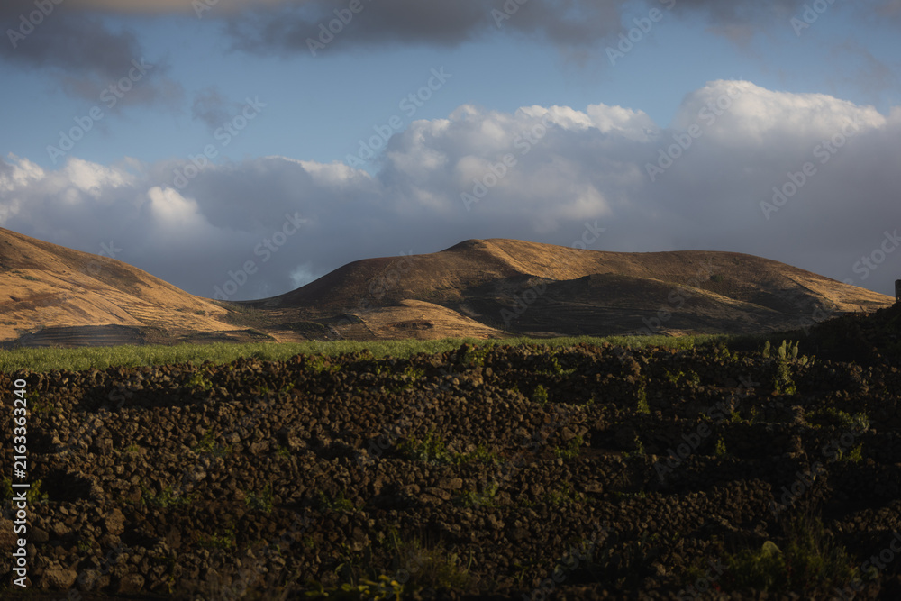 Fototapeta premium Golden Hills Over Vineyard Walls in La Geria Lanzarote