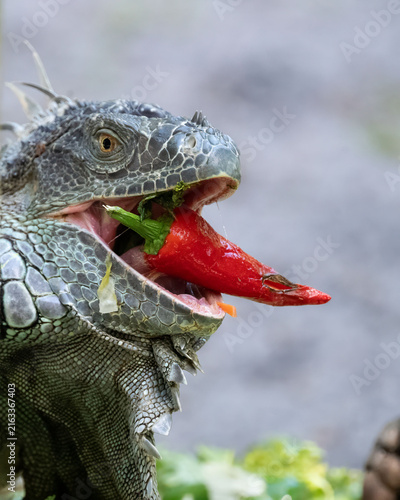 фотографія Iguana male with gray leathery scales looks very happy as he opens his mouth around a bright red pepper