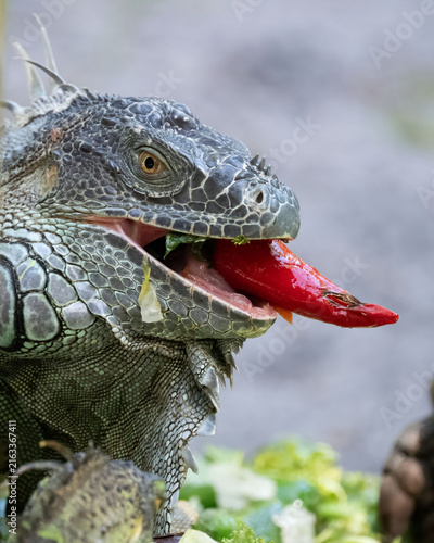 Fotografie Iguana male close up with gray leathery skin and throat dewlap is closing its mouth around a bright red pepper