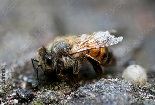 Macro closeup of a Western Honey Bee (Apis mellifera).