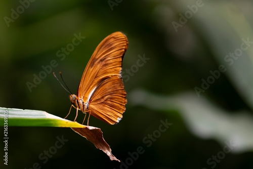 Quadro su tela A Dryas iulia, Julia butterfly, perched on a leaf.