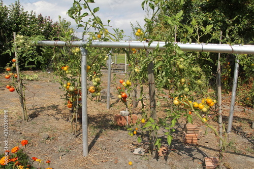 Canvastavla tomato plants with bunches tomatoes with tomato stakes that ripen in the sun in