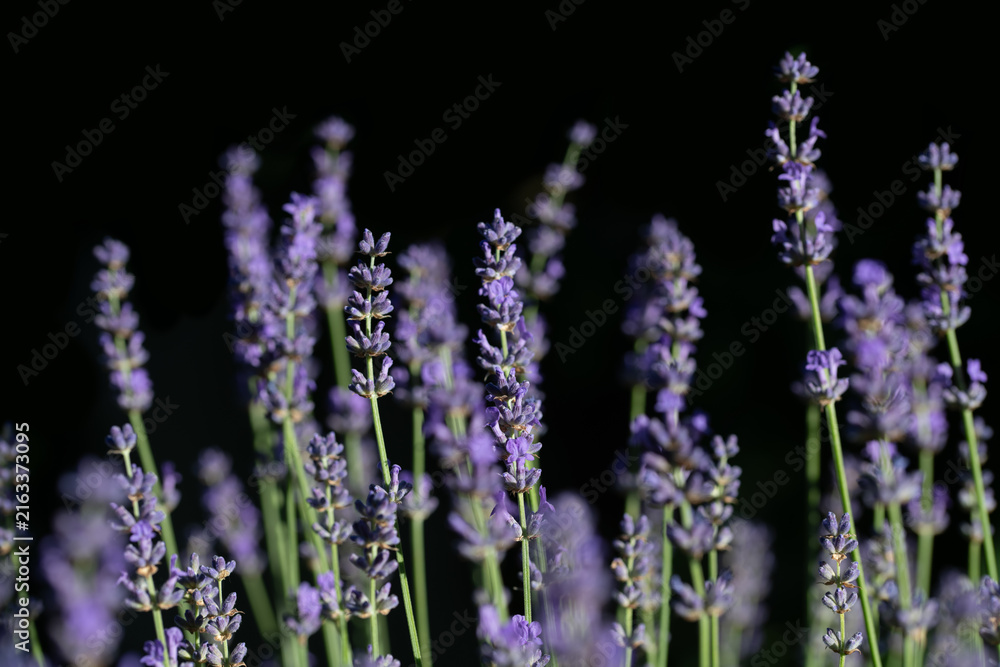 Obraz premium Lavender blooms in purple against a dark background. The flowers glow in the sun.
